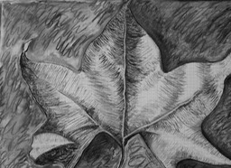 London Plane - large charcoal