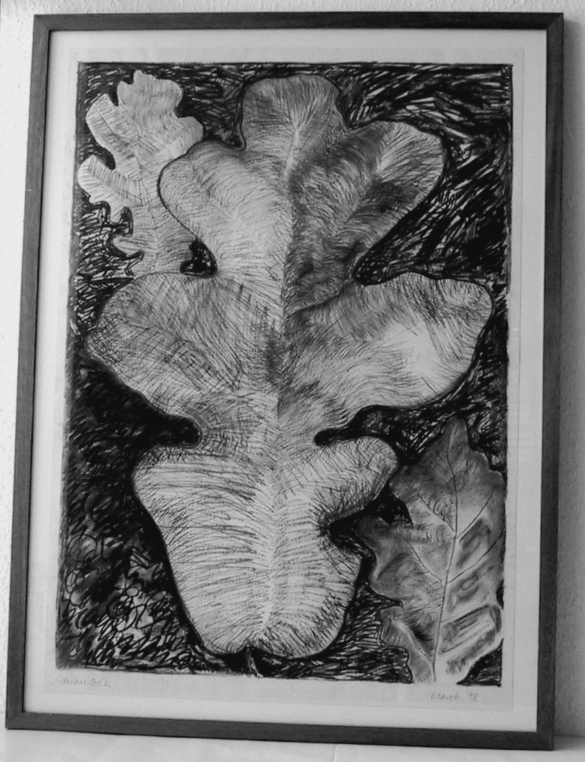 Oak  1998 - large charcoal